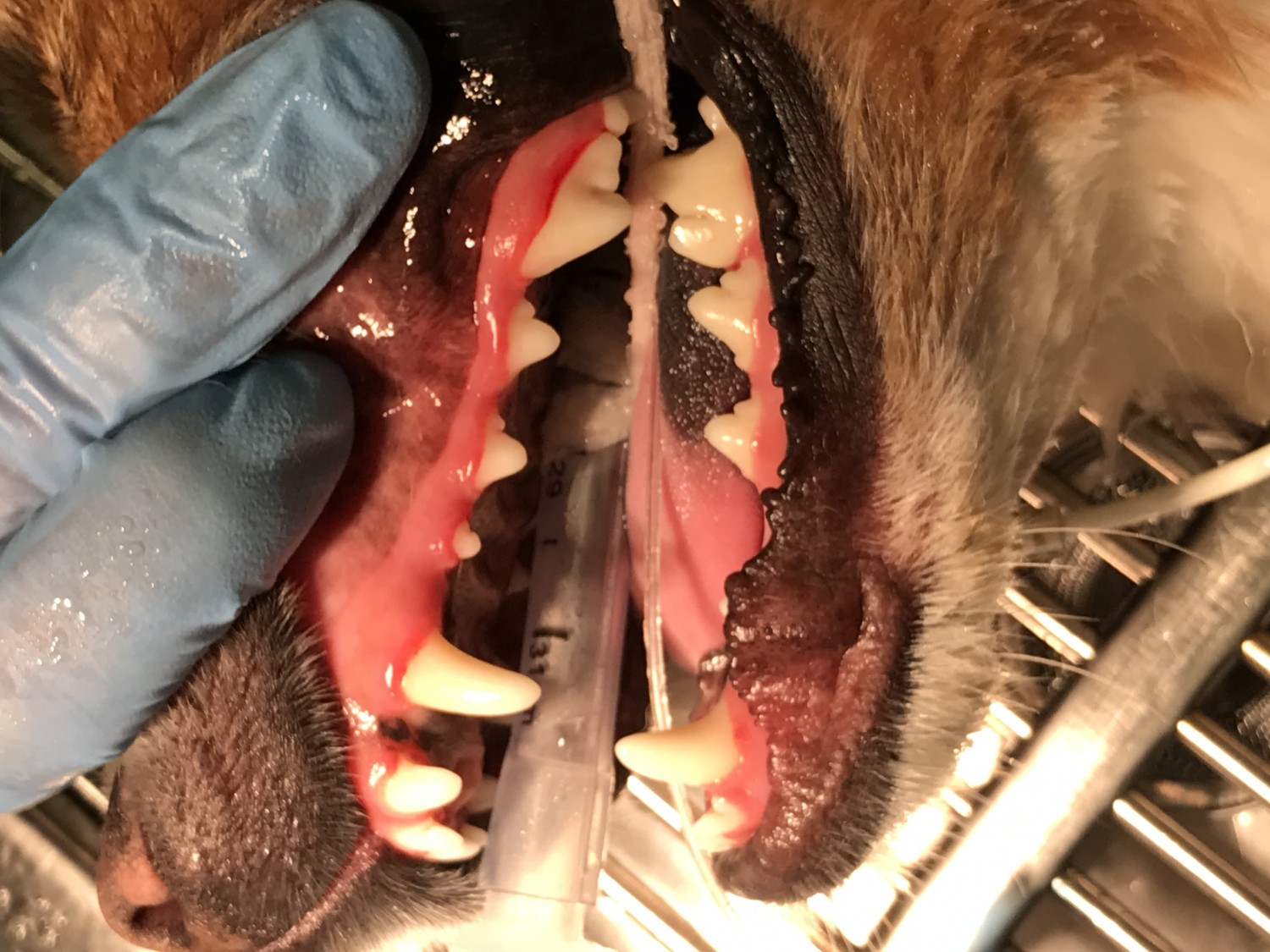 After Dental Treatment at Falcon Pass Animal Hospital in Clear Lake Area